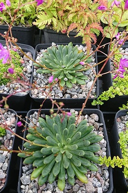 Lewisia columbiana - 8cm pot 